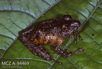 Media type: image;   Herpetology A-94469 Description: Photo of animal in life, taken in the field by Dr. Kenneth Ichiro Miyata. A slide of the photo was scanned in 2012 by Melissa Wooley.;  Aspect: lateral